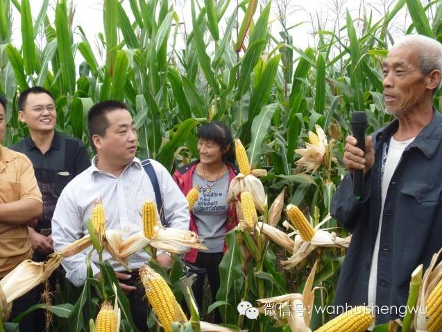  邯郸万惠生物科技农作物高产水溶制剂﹣多鼔粒™观摩展示会