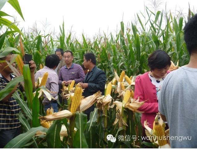  邯郸万惠生物科技农作物高产水溶制剂﹣多鼔粒™观摩展示会