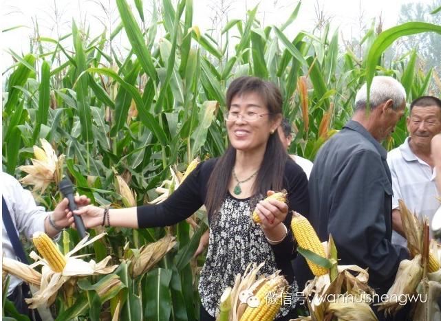  邯郸万惠生物科技农作物高产水溶制剂﹣多鼔粒™观摩展示会