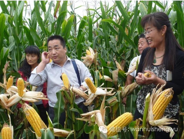  邯郸万惠生物科技农作物高产水溶制剂﹣多鼔粒™观摩展示会