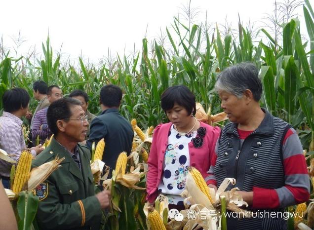  邯郸万惠生物科技农作物高产水溶制剂﹣多鼔粒™观摩展示会