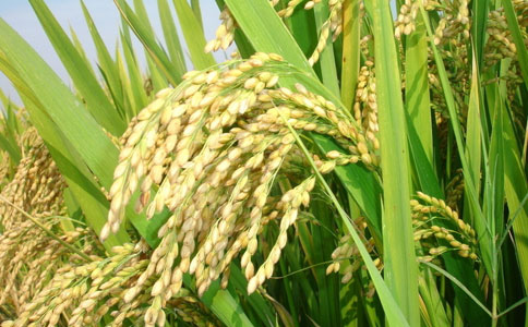 中国农科院技术集成促示范区水稻增产约10%