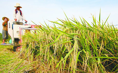 农业部：中国超级稻亩产破1000公斤纪录