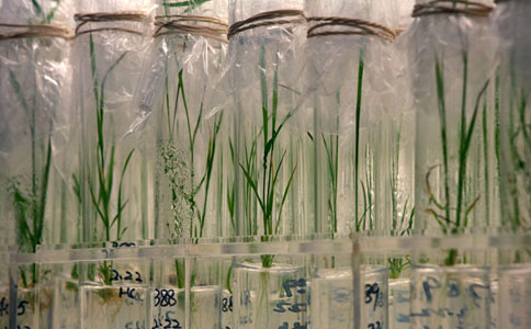 农业部：转基因水稻证书能否续发正在评审