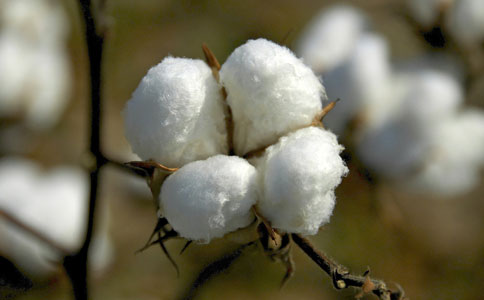 美棉协会：中国棉花补贴政策违反WTO规则