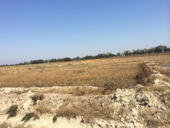 镇赉镇盐碱地危害严重，未经过土壤改良的土地水稻颗粒无收