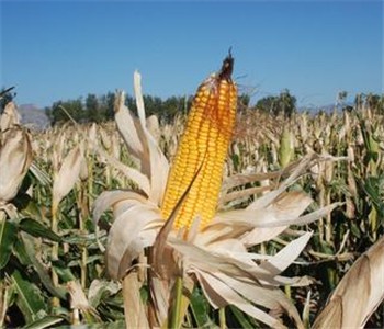 培育者称，这种特殊糯玉米具有较强抗异交性，即使和其他玉米混种，也能保持其应有糯性品质。