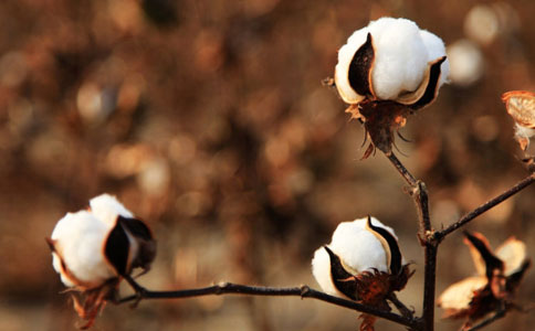 22家种企获农业部转基因棉花种子生产许可