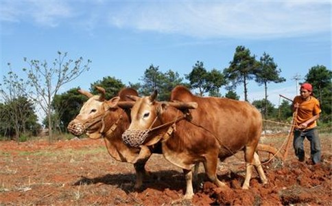 粮食安全的根本在耕地、关键在耕地质量。