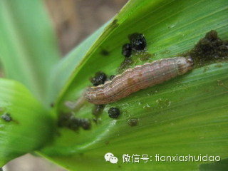 粘虫是一种迁飞性害虫,主要以幼虫咬食叶子,造成