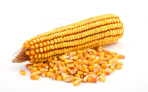 专家预计2014年全国玉米减产约120亿斤