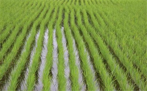 水稻是世界上最重要的粮食作物之一，是中国第一大粮食作物。
