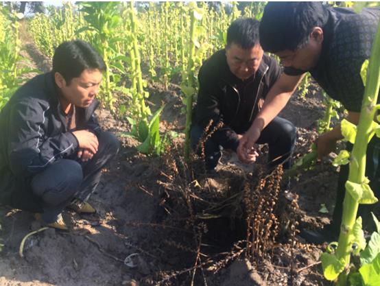 成都华宏生物解决世界性难题，成功防治烟草列当