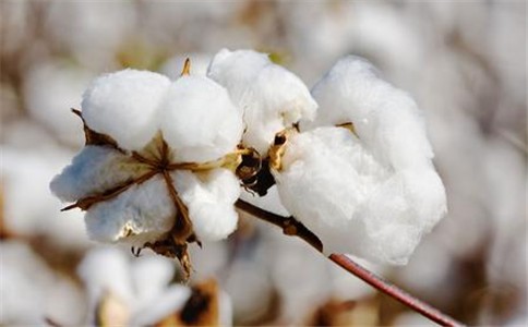 多数棉农将逐渐减缓惜售心态，随行就市销售籽棉，但籽棉价格回落已成定局。