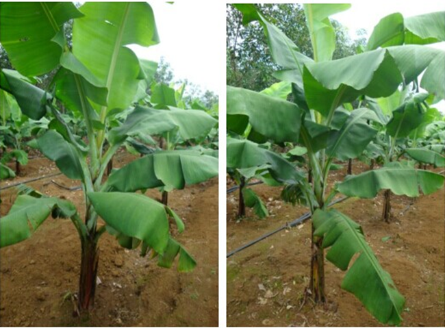 “施地佳”土壤调理剂在海南试用成功 香蕉每亩增收1000多元