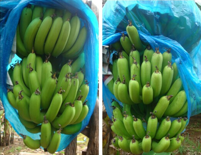 “施地佳”土壤调理剂在海南试用成功 香蕉每亩增收1000多元