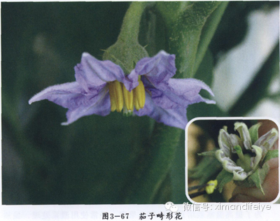正文 正常的茄子花,大而色深,花柱长,开花时雌蕊的柱头突出,高于雄蕊