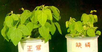 作物缺素症（十六元素太详细了，不收藏都对不起自己！）