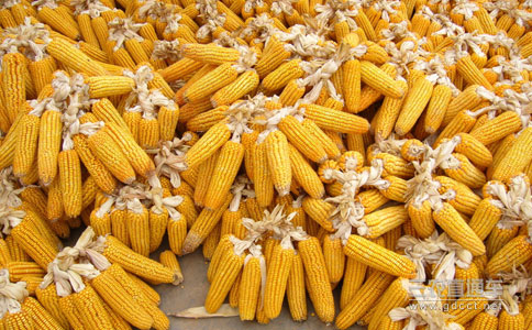 临储玉米生霉率标准有望放宽 缓解售粮难