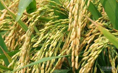 袁隆平：建议国家立项第五期超级水稻
