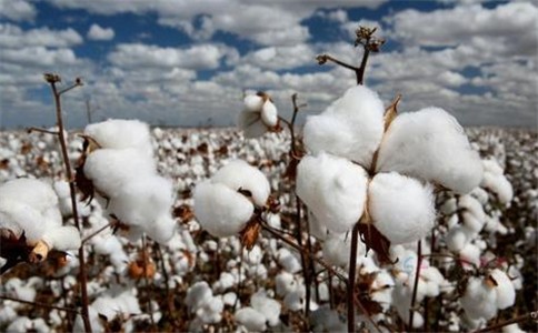今年全国棉花单位面积产量同比提高0.7%至1460.3公斤/公顷，