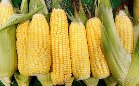美农业部：中国已批准进口先正达转基因玉米
