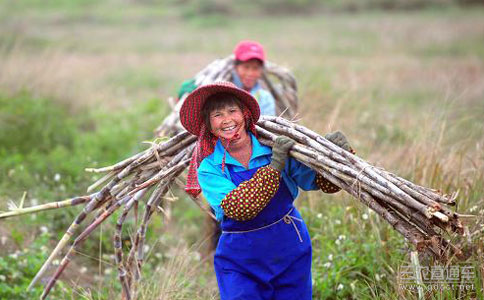 前三季度我国农民现金收入同比增9.7%