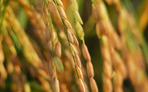 日本发现能使米粒变大基因 有望促水稻增产