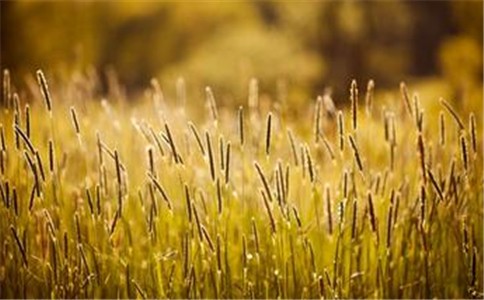 甲基二磺隆是小麦田禾本科除草剂的最高水准，