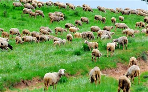 羊的遗传改良计划不仅能推动羊遗传改良进程、提高羊生产水平、增加养羊效益，而且事关相关地区的民族团结和稳定，