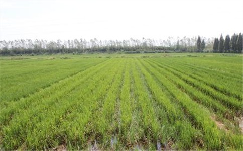 再生稻是一种资源节约型、高效型的稻作制度，有利于提高稻田的综合生产能力，提高稻田的复种指数。
