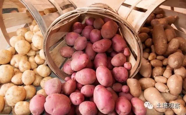 土豆：缓解粮食、污染、干旱危机的灵丹妙药？