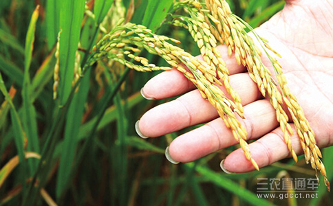 高产有机水稻的种植技术