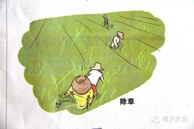 农资故事：“一粒米”的模式