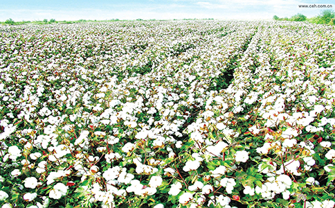 2015年新疆计划调减466.5万亩棉花种植面积
