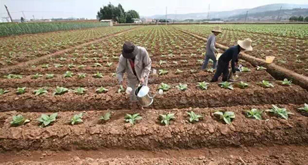 有机钙蛋白土壤改良剂有效改良土壤酸化