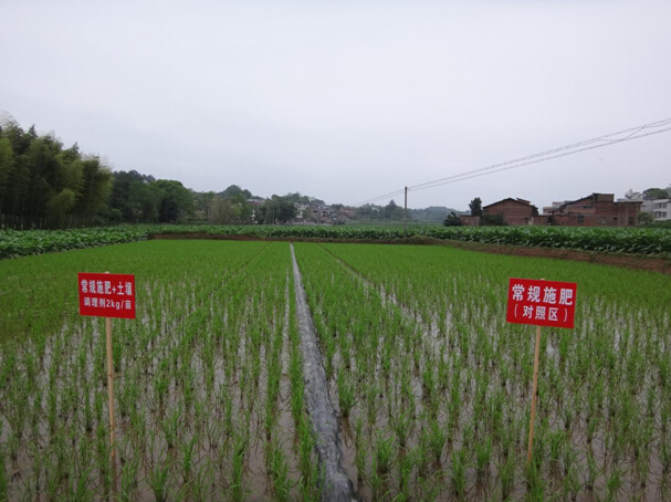 施地佳土壤调理剂双季早稻田间示范报告