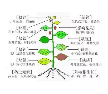 各种 营养 元素 对 作物 的 影响(农资人必修课)