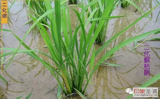 水稻主要病虫害识别与防治-顺口溜