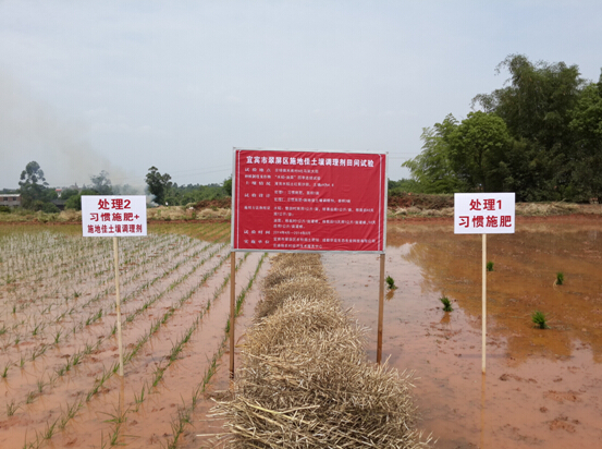 施地佳土壤调理剂试验成功，大田水稻增产增收