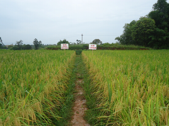 施地佳土壤调理剂试验成功，大田水稻增产增收