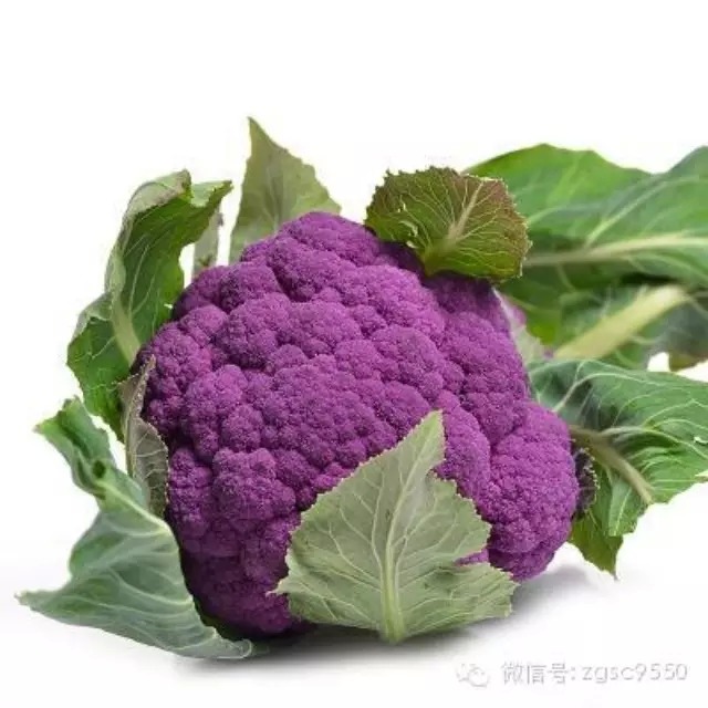 【行业热点】紫色花椰菜新品种,您吃过吗?