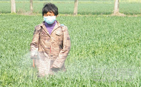 小麦穗期重大病虫呈重发态势 农业部紧急部署防控工作
