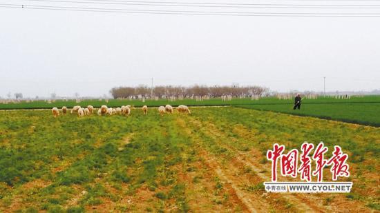 河北上千亩土地流转现“毁约弃耕”