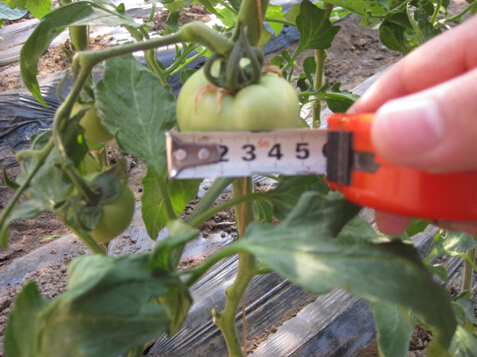 高维露868+星朋水溶肥(20-20-20)在大同番茄的示范效果