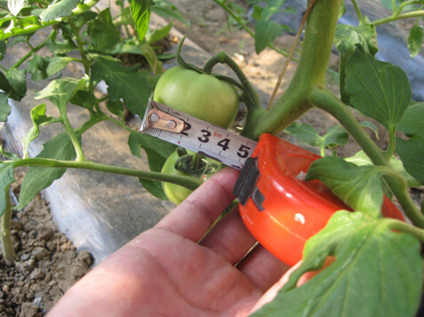 高维露868+星朋水溶肥(20-20-20)在大同番茄的示范效果