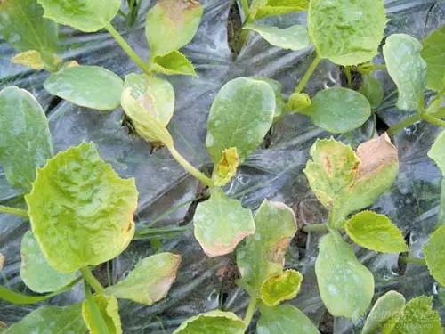 5类农药药害与植物病害症状的区别