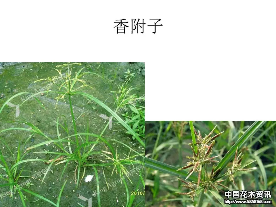 百种高清杂草图谱请收藏!(含防治方法)