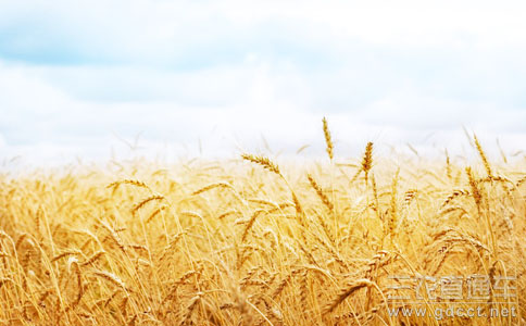 全国收获小麦1亿7千万亩 麦收进度超四成半