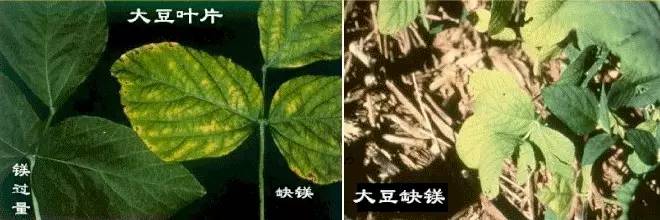 大豆缺素症状与防治